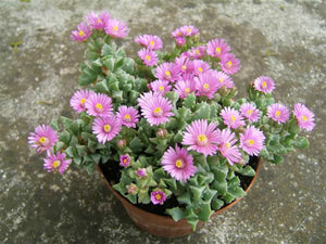 Oscularia deltoides (syn. LAMPRANTHUS deltoides)– Deltoid-leaved Dewplant