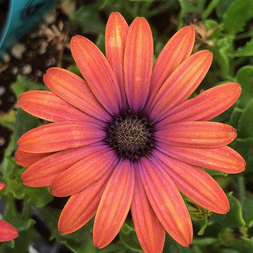 Osteospermum ecklonis Ostica 'Bronze' – Cape Daisy