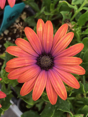 Osteospermum ecklonis Ostica 'Bronze' – Cape Daisy
