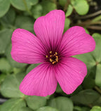 Oxalis brasiliensis – Brazilian Wood Sorrel