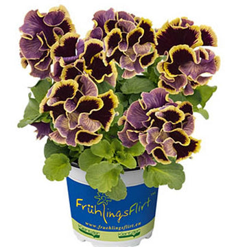 Viola x wittrockiana 'Ruffles Dark Heart' – Ruffles Series Pansy