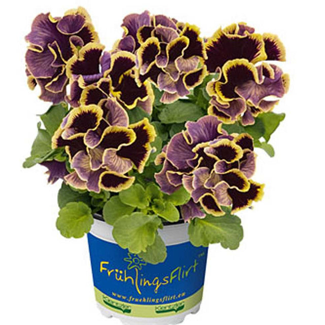 Viola x wittrockiana 'Ruffles Dark Heart' – Ruffles Series Pansy