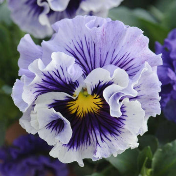 Viola x wittrockiana 'Ruffles Soft Lavender' – Ruffles Series Pansy
