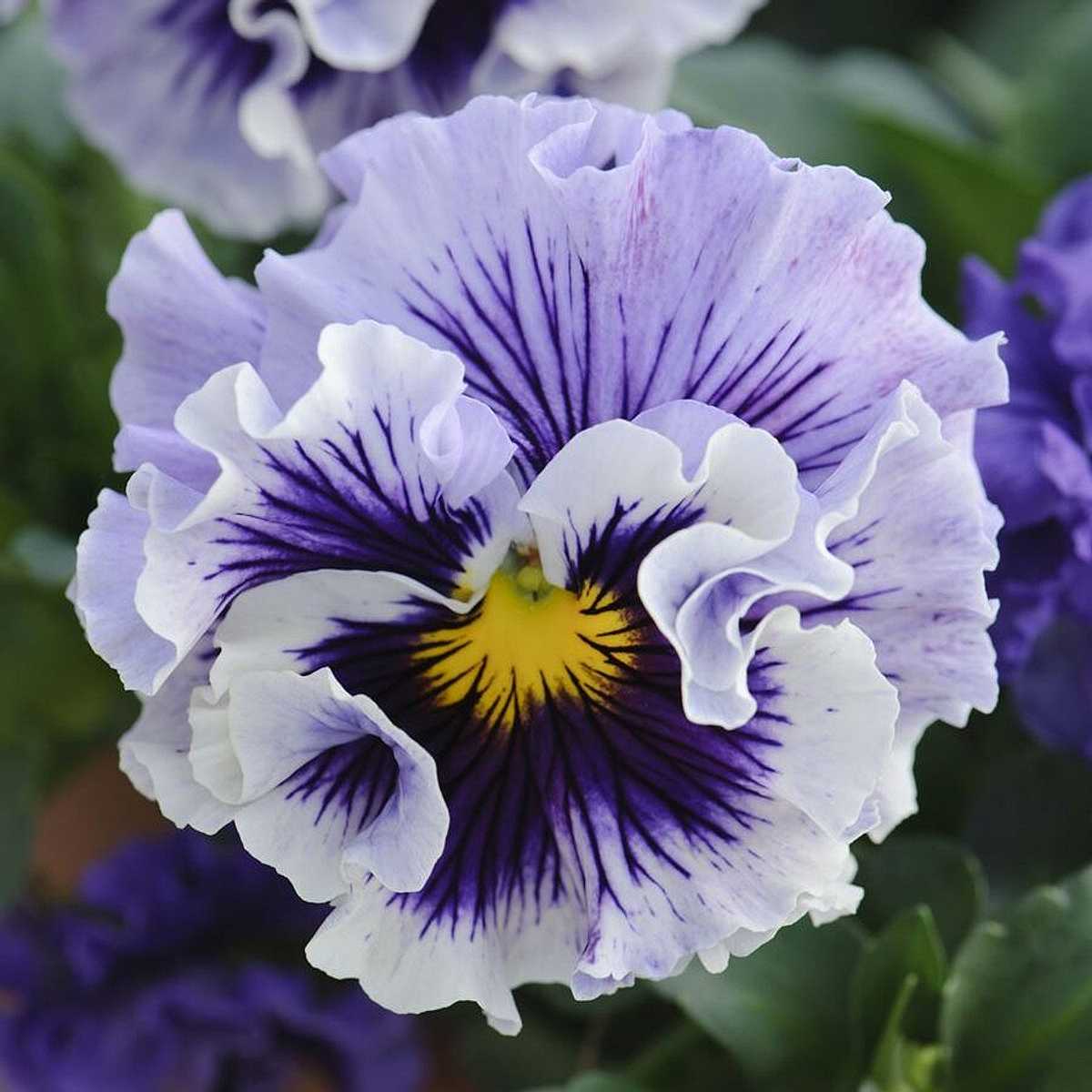 Viola x wittrockiana 'Ruffles Soft Lavender' – Ruffles Series Pansy