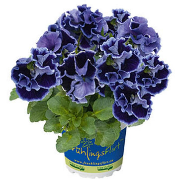 Viola x wittrockiana 'Ruffles Violet Majesty' – Ruffles Series Pansy
