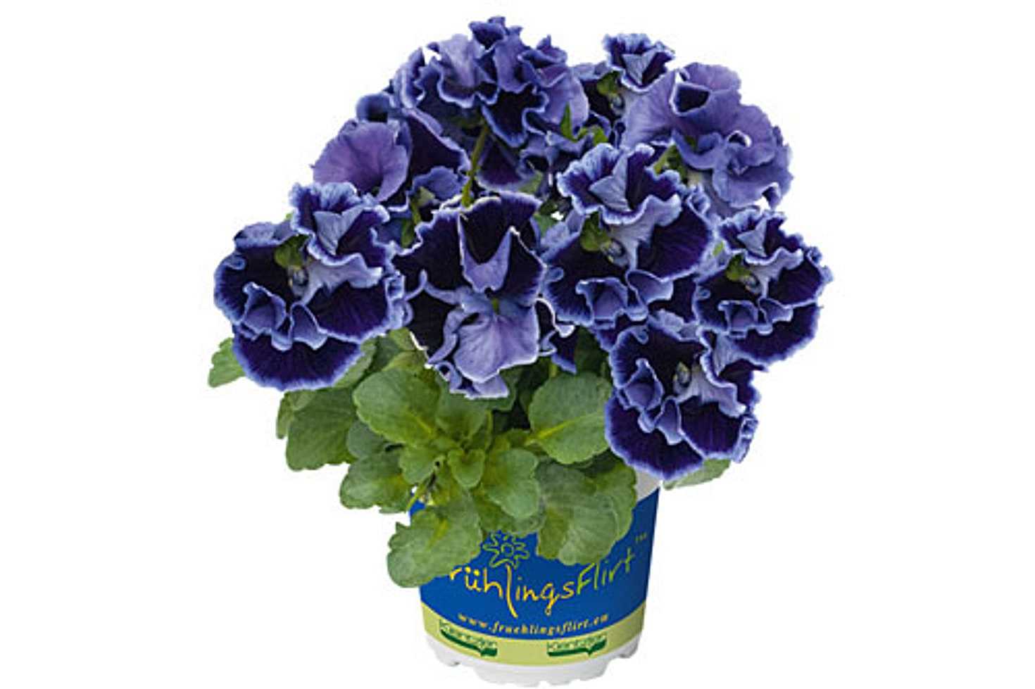 Viola x wittrockiana 'Ruffles Violet Majesty' – Ruffles Series Pansy
