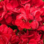 Pelargonium x hortorum Brocade 'Cherry Night' – Fancy Leaf Zonal Geranium