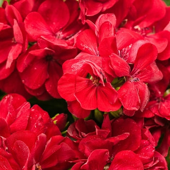 Pelargonium x hortorum Brocade 'Cherry Night' – Fancy Leaf Zonal Geranium