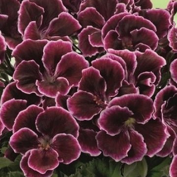 Pelargonium grandiflorum Aristo 'Black Beauty' – Martha Washington Geranium