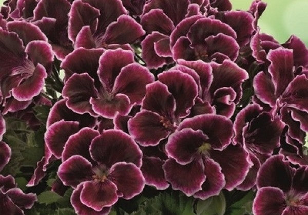 Pelargonium grandiflorum Aristo 'Black Beauty' – Martha Washington Geranium