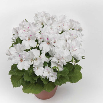 Pelargonium grandiflorum 'Aristo White' – Martha Washington Geranium