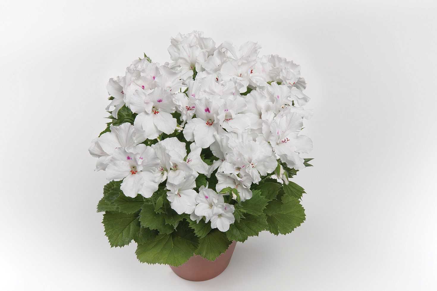 Pelargonium grandiflorum 'Aristo White' – Martha Washington Geranium
