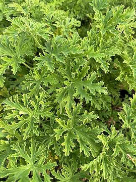 Pelargonium citrosum 'Van Leenii' – Mosquito Fighter Scented Geranium