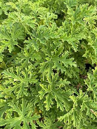 Pelargonium citrosum 'Van Leenii' – Mosquito Fighter Scented Geranium