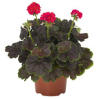 Pelargonium x hortorum Brocade 'Cherry Night' – Fancy Leaf Zonal Geranium