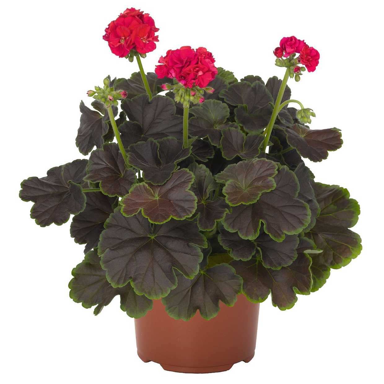 Pelargonium x hortorum Brocade 'Cherry Night' – Fancy Leaf Zonal Geranium