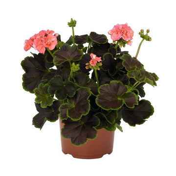 Pelargonium x hortorum Brocade 'Salmon Night' – Fancy Leaf Zonal Geranium