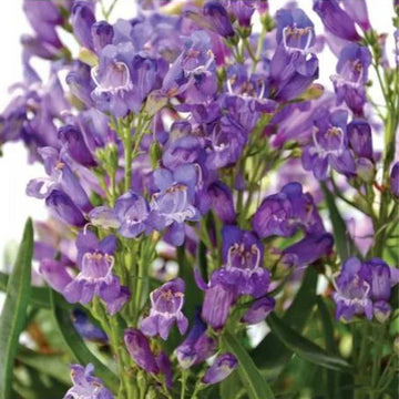 Penstemon barbatus Rock Candy 'Blue' – Garden Penstemon