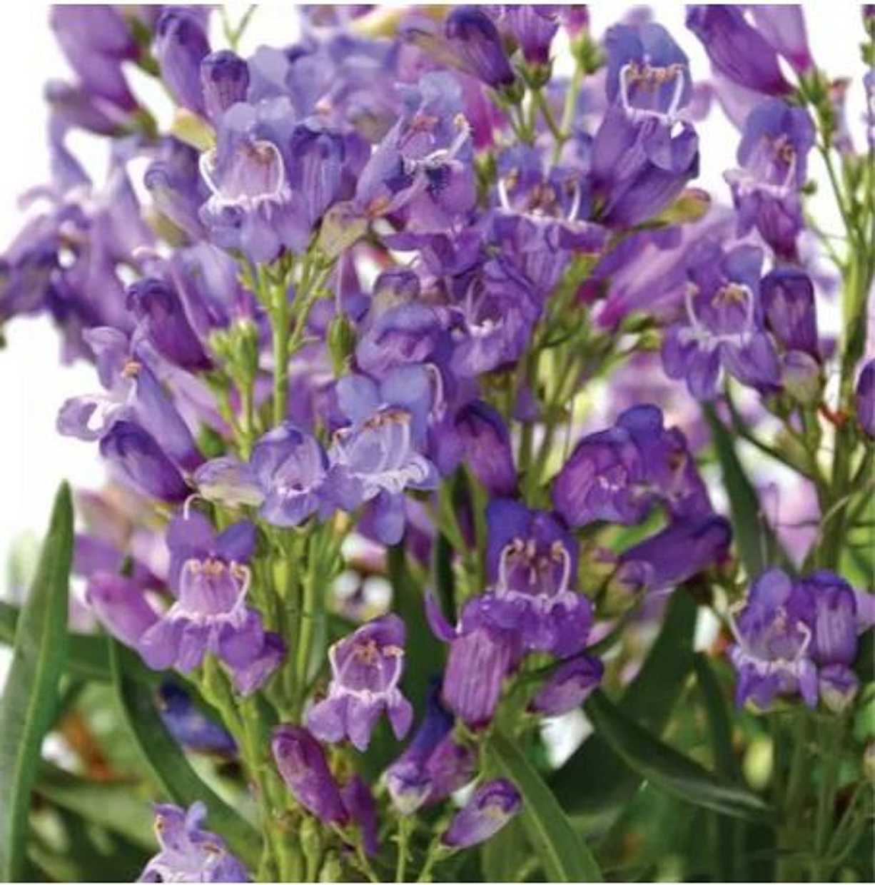 Penstemon barbatus Rock Candy 'Blue' – Garden Penstemon