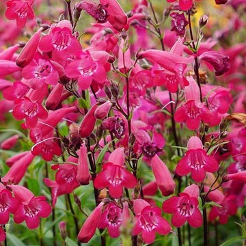 Penstemon hybrida MissionBells 'Deep Rose' – Garden Penstemon