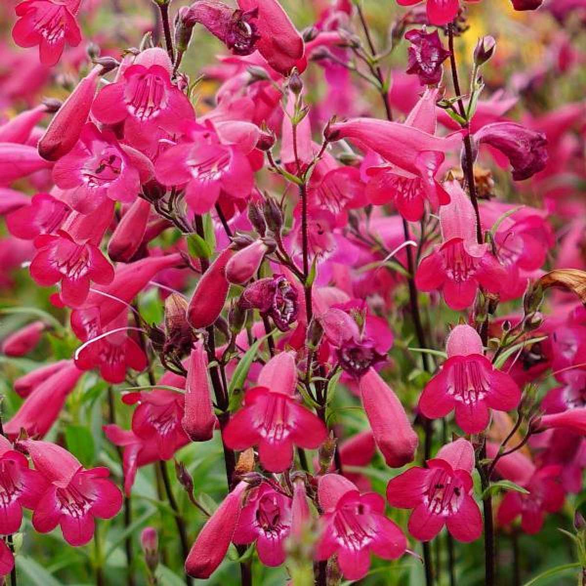 Penstemon hybrida MissionBells 'Deep Rose' – Garden Penstemon