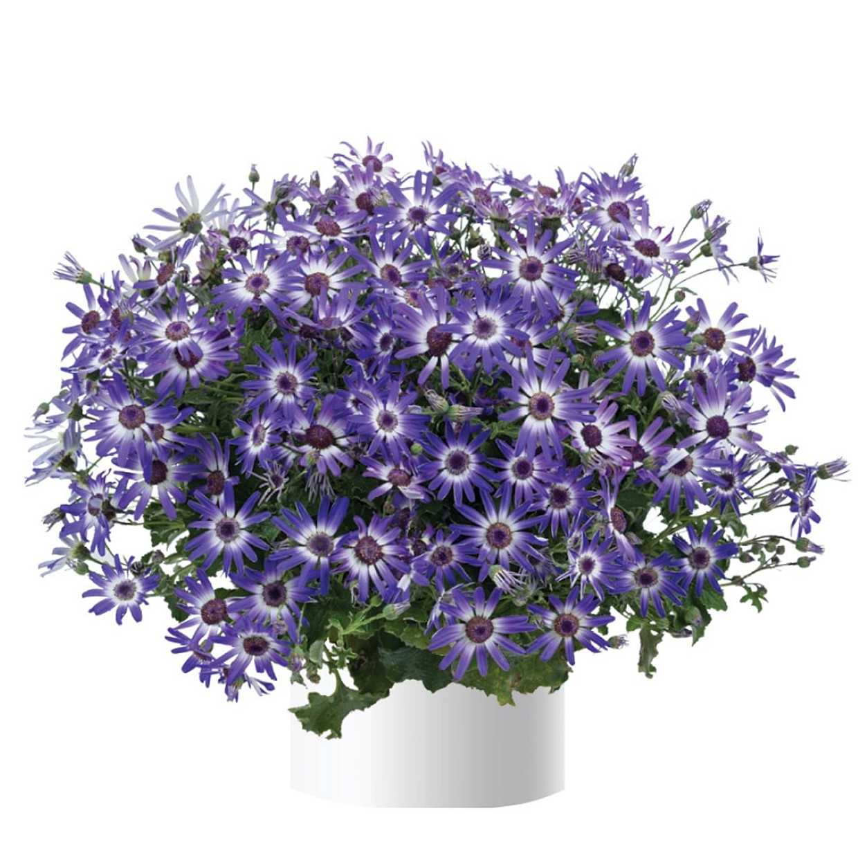 Pericallis x hybrida Primavera 'Blueberry' – Florist's Cineraria