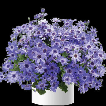Pericallis x hybrida Primavera 'Denim' – Florist's Cineraria