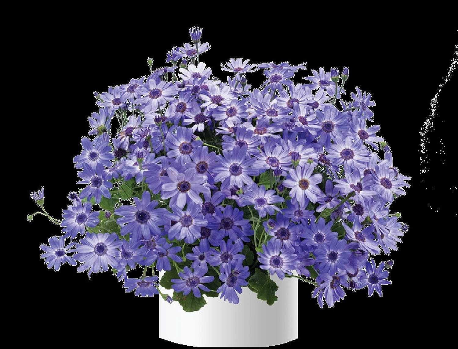 Pericallis x hybrida Primavera 'Denim' – Florist's Cineraria