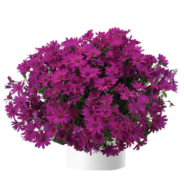 Pericallis x hybrida Primavera 'Fuchsia' – Florist's Cineraria