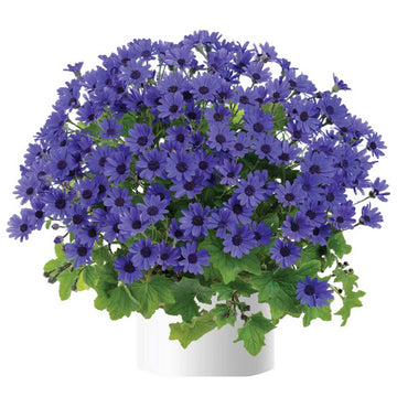 Pericallis x hybrida Primavera 'Navy Blue' – Florist's Cineraria