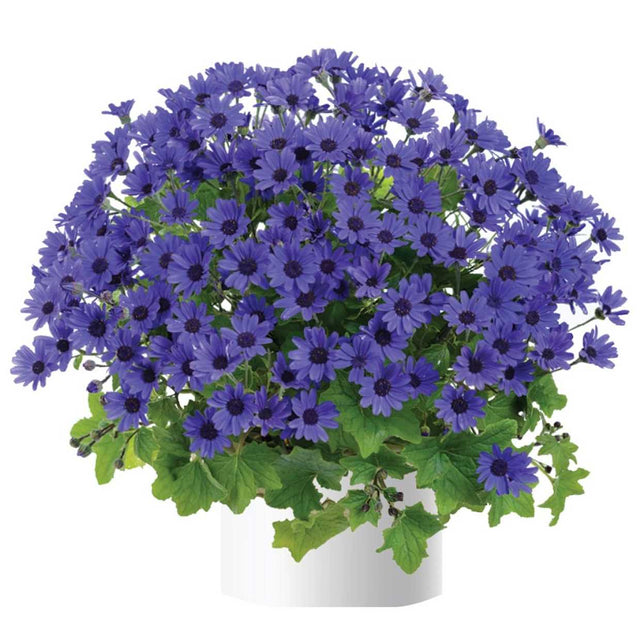 Florist's Cineraria 'Navy Blue' – live annual