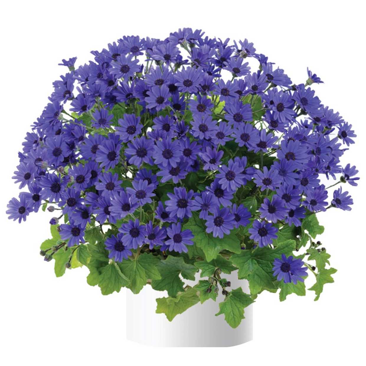 Pericallis x hybrida Primavera 'Navy Blue' – Florist's Cineraria