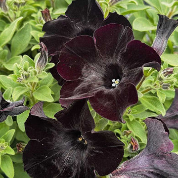 Petunia Crazytunia 'Black Mamba' – Crazytunia Series Petunia