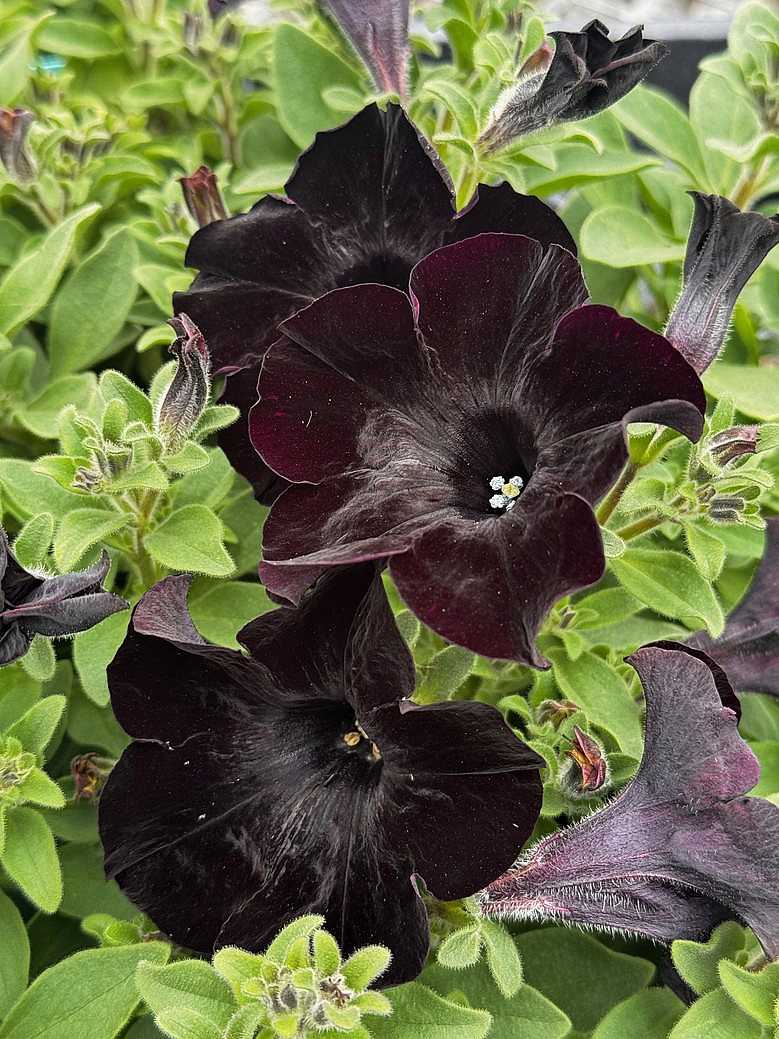 Petunia Crazytunia 'Black Mamba' – Crazytunia Series Petunia