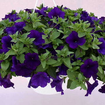 Petunia x hybrida Kuyamba 'Blue' – Trailing Petunia