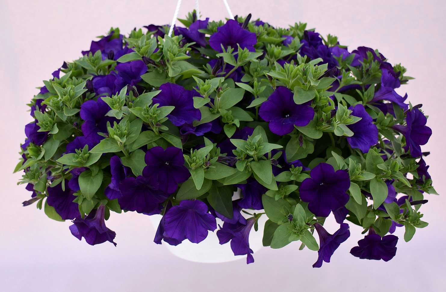 Petunia x hybrida Kuyamba 'Blue' – Trailing Petunia