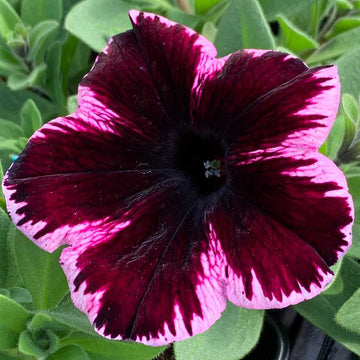 Petunia x hybrida Crazytunia 'Cosmic Pink' – Trailing Petunia