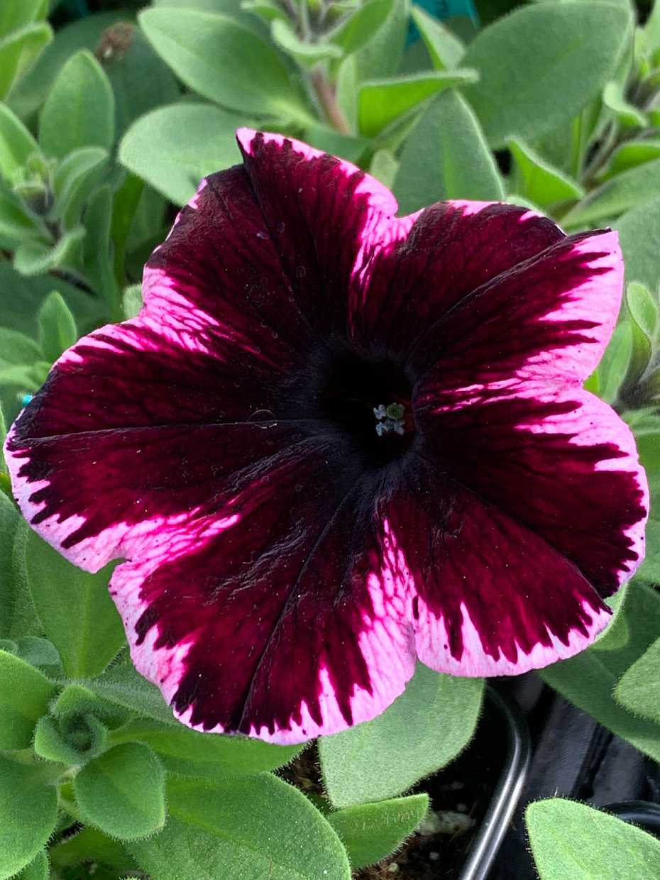 Petunia x hybrida Crazytunia 'Cosmic Pink' – Trailing Petunia