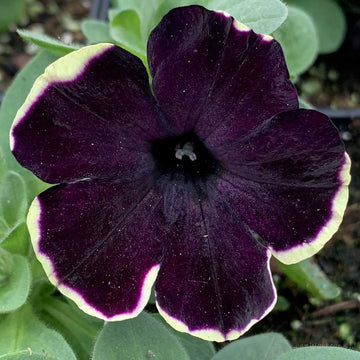 Petunia Crazytunia 'French Kiss' – Petunia
