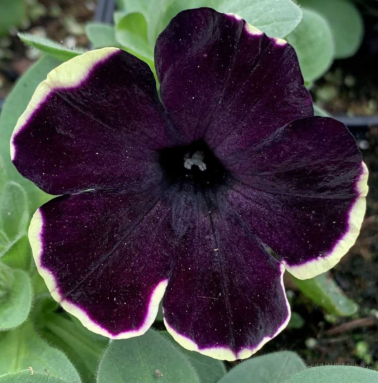 Petunia Crazytunia 'French Kiss' – Petunia