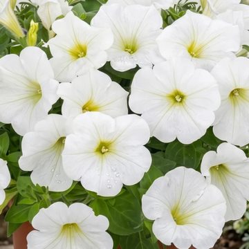 Petunia Potunia Piccola 'White' – Petunia