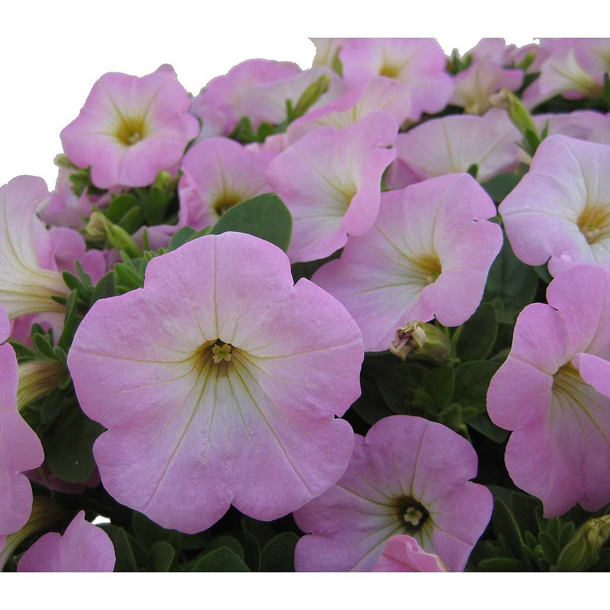 Petunia Potunia Piccola 'Pink' – Petunia