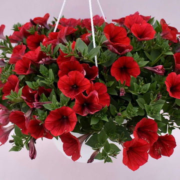 Petunia x hybrida Kuyamba 'Red' – Trailing Petunia