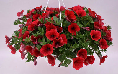 Petunia x hybrida Kuyamba 'Red' – Trailing Petunia