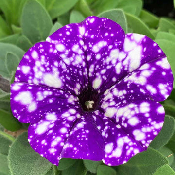 Petunia Splash Dance 'Bolero Blue' – Splash Dance Petunia