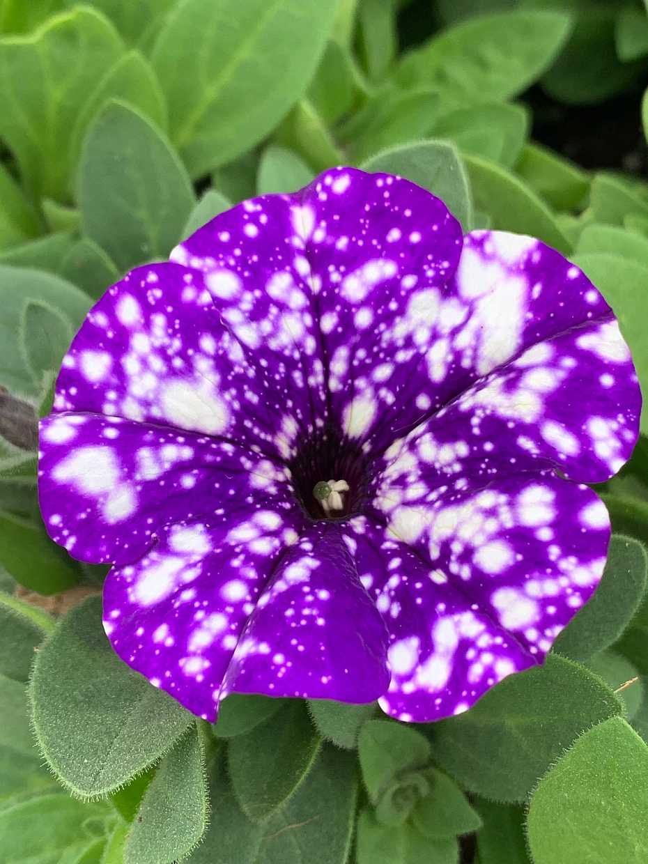 Petunia Splash Dance 'Bolero Blue' – Splash Dance Petunia