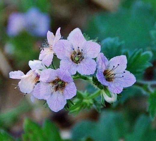 Phacelia tanacetifolia – Lacy Phacelia