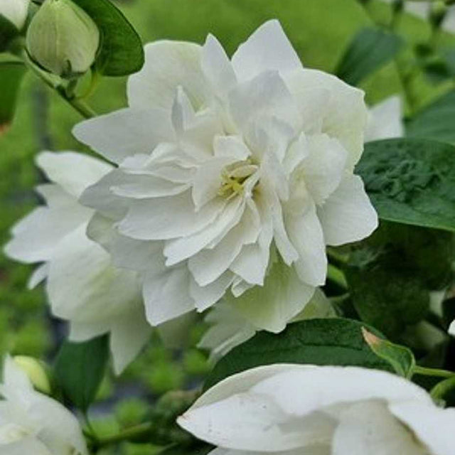 Philadelphus 'Pearls of Perfume' – Sweet Mock Orange