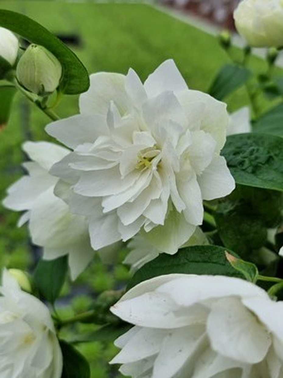 Philadelphus 'Pearls of Perfume' – Sweet Mock Orange