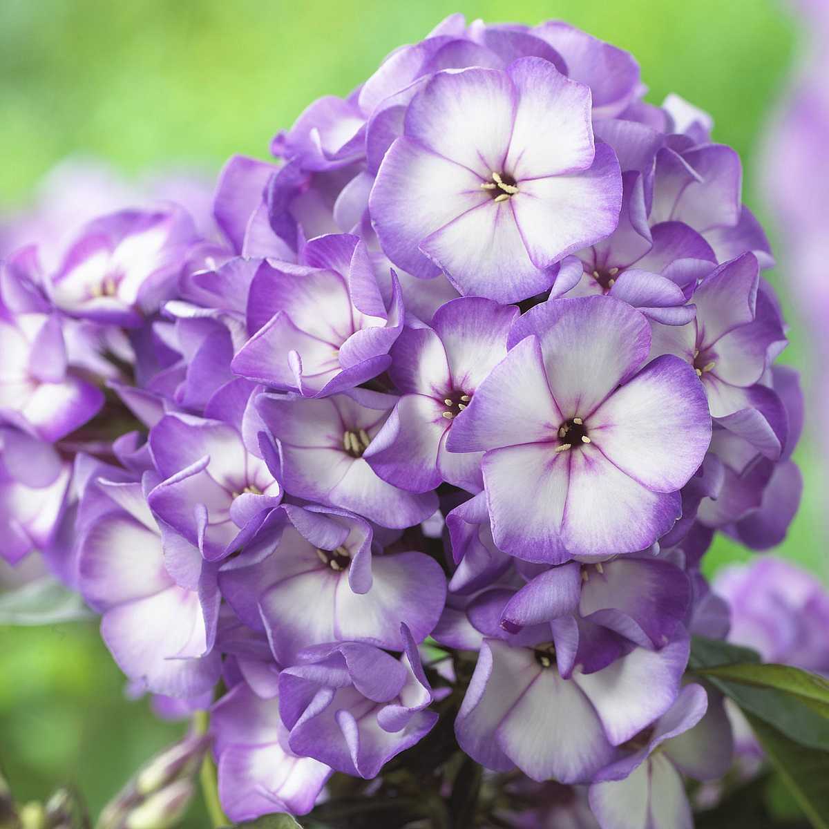 Phlox paniculata Sweet Summer 'Fantasy Purple Bicolor' – Garden Phlox